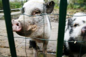 Vallado cinegético Albacete