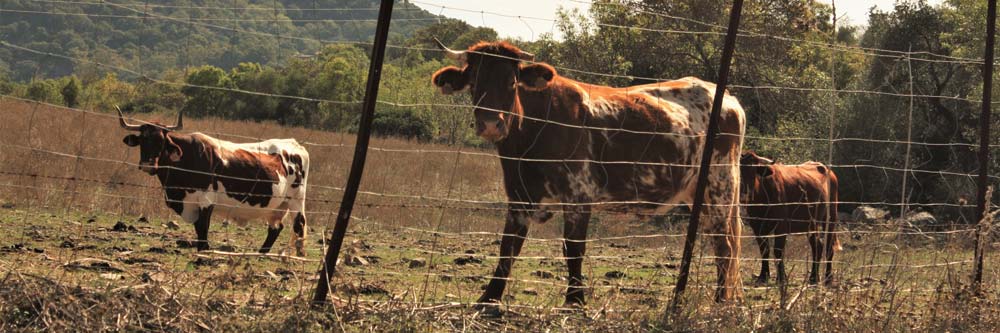 Malla anudada para ganado | Cerralba Cerramientos Albacete