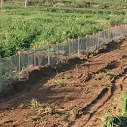 Cerramientos Albacete | Cerramiento protección tortuga mora