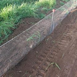 Cerralba Albacete | Protección tortuga mora