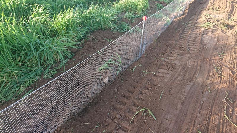 Cerramiento para protección de tortuga mora en tramo de AVE en Almería