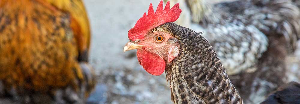 triple torsión o hexagonal para gallinas